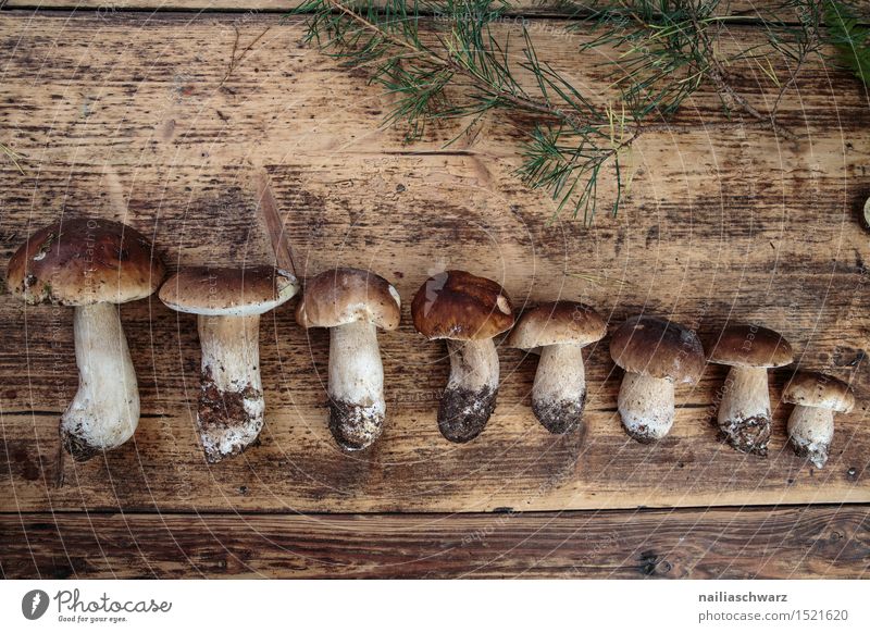 Frische Steinpilze aus dem Wald ein lizenzfreies Stock