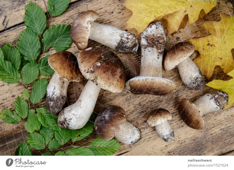 Frische Steinpilze aus dem Wald ein lizenzfreies Stock