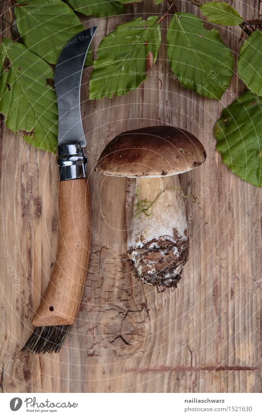 Frische Steinpilze aus dem Wald ein lizenzfreies Stock