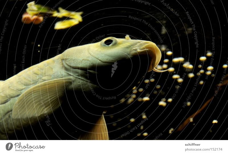 Mahlzeit! Fisch Karpfen Koi Aquarium Wasser Flosse fliegen Schweben Futter füttern Wasseroberfläche Mund Maul Edelfisch Luftverkehr Schwimmen & Baden