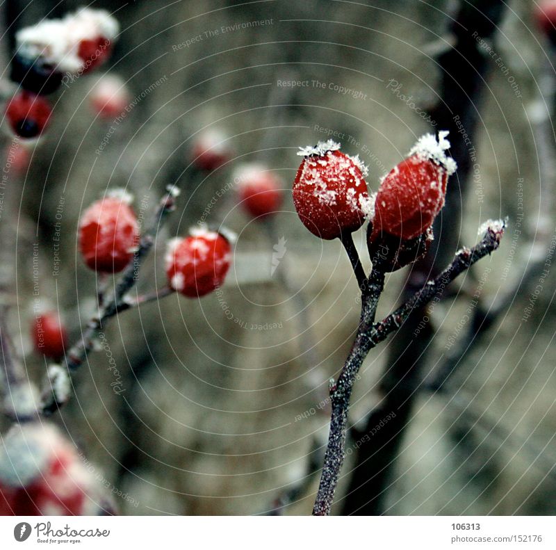 Fotonummer 106687 früher Hagebutten kalt Schnee Frost Sträucher Kitsch schön ästhetisch Winter weiß rot Frucht Hundsrose