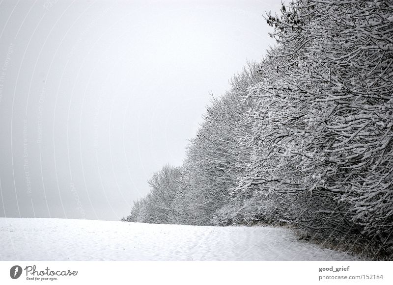 weiß bis grau Winter Wald Baum Landschaft Wolken Gras Baumreihe Blatt Licht Schnee Eis Raureif