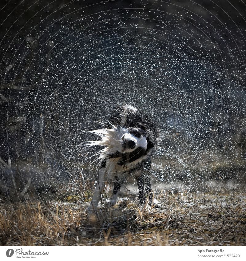 Nasser Hund von hpb Fotografie. Ein lizenzfreies Stock Foto zum Thema