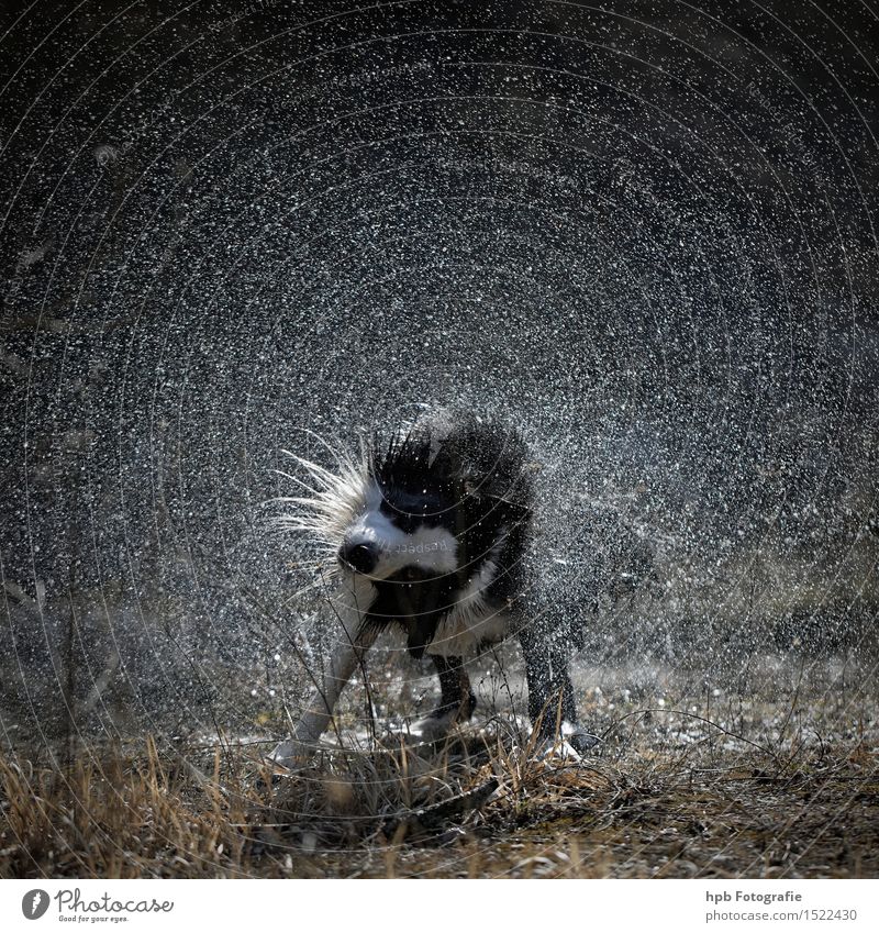 Nasser Hund Tier Haustier 1 Reinigen Schwimmen & Baden tauchen ästhetisch Flüssigkeit kalt nass Sauberkeit schwarz weiß Gefühle Stimmung Glück Fröhlichkeit
