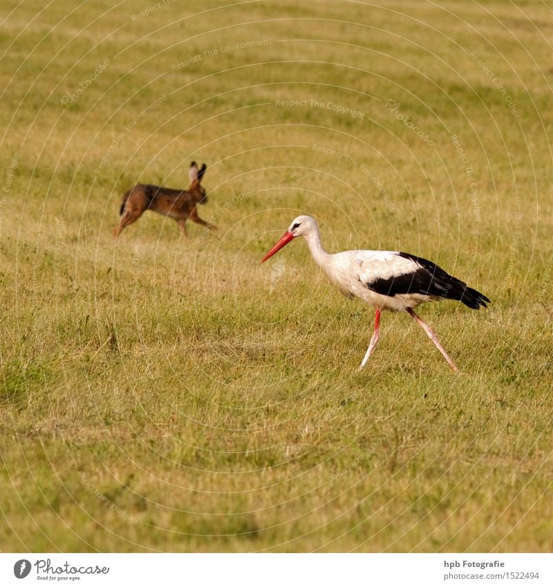 Hase und Storch Natur Landschaft Tier Frühling Sommer Wiese Feld Wildtier Vogel Fell Hase & Kaninchen 2 Tierpaar Bewegung laufen rennen ästhetisch