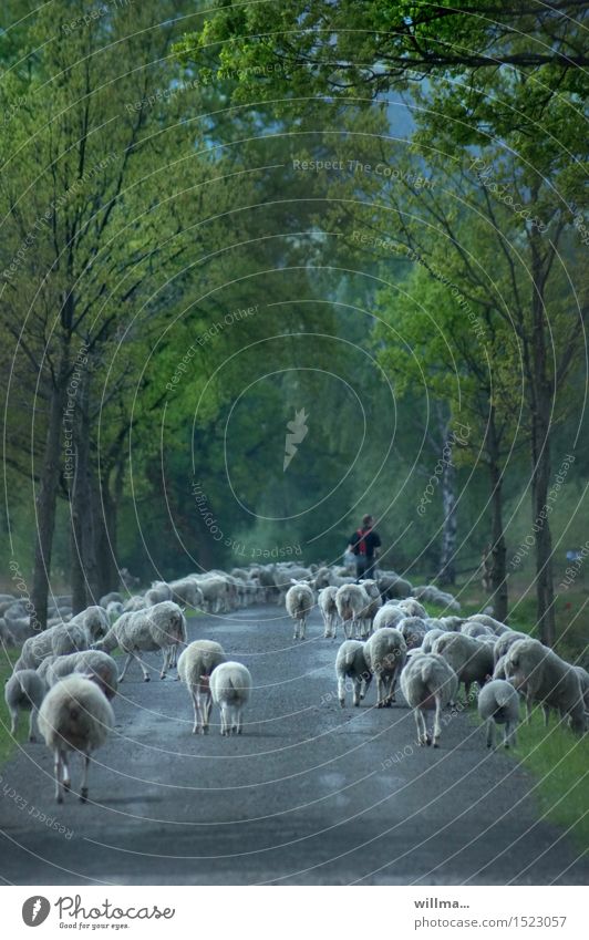 Schafherde mit Schäfer Landstraße Nutztier Herde Asphalt Allee Tiergruppe