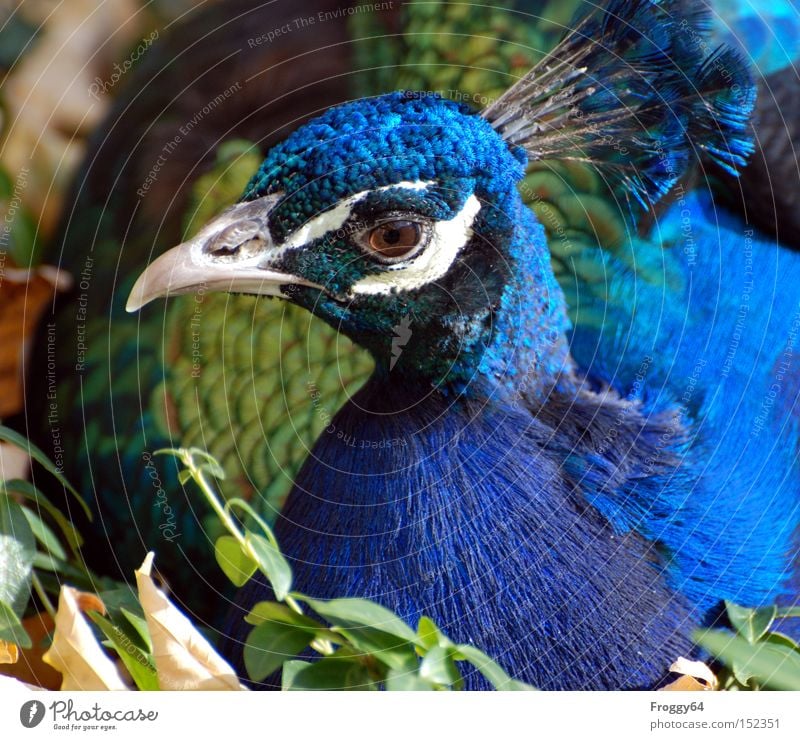 Weihnachtsgans Vogel Pfau blau Feder Flügel Schnabel Auge Indien Krone