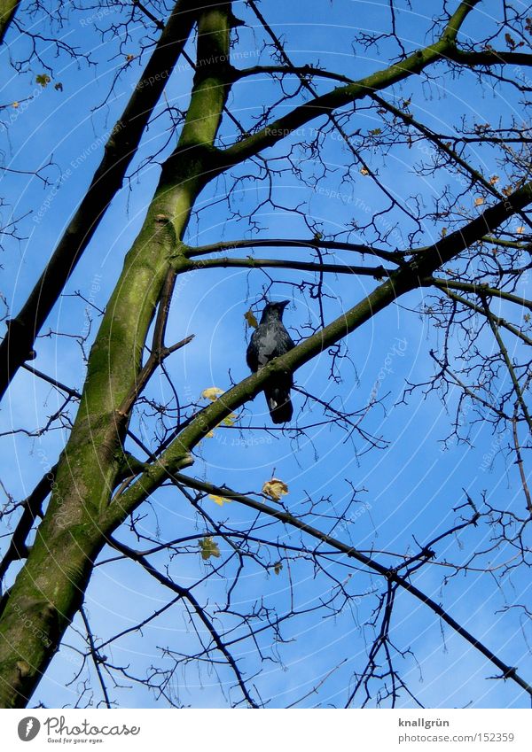 Winterkrähe Vogel Baum Ast blau braun Himmel Krähe Pflanze Tier warten