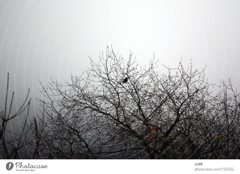 Einsamer Vogel Baum Winter Amsel Einsamkeit Sträucher Bird