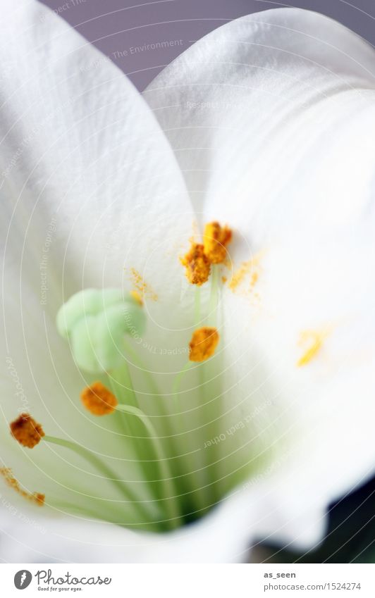 White Lily Lifestyle elegant Stil Design schön Wellness harmonisch Sinnesorgane Natur Pflanze Sommer Blume Blüte Lilien Pollen Stempel Staubfäden Blütenblatt