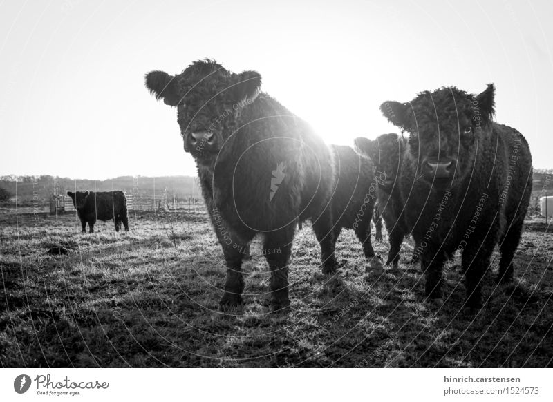 Galloway Umwelt Landschaft Wolkenloser Himmel Sonne Sonnenlicht Herbst Schönes Wetter Tier Nutztier Kuh Tiergruppe Herde Freiheit Rind Caddle Wiese Weide