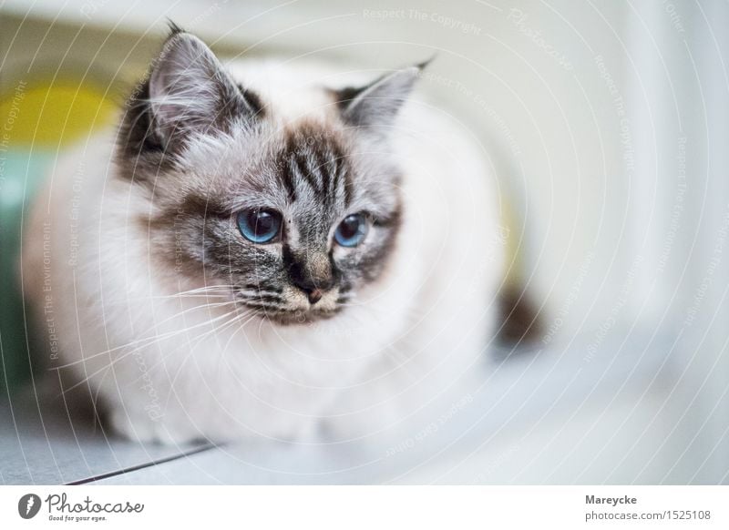 Blaue Augen Katze Blau Ein Lizenzfreies Stock Foto Von