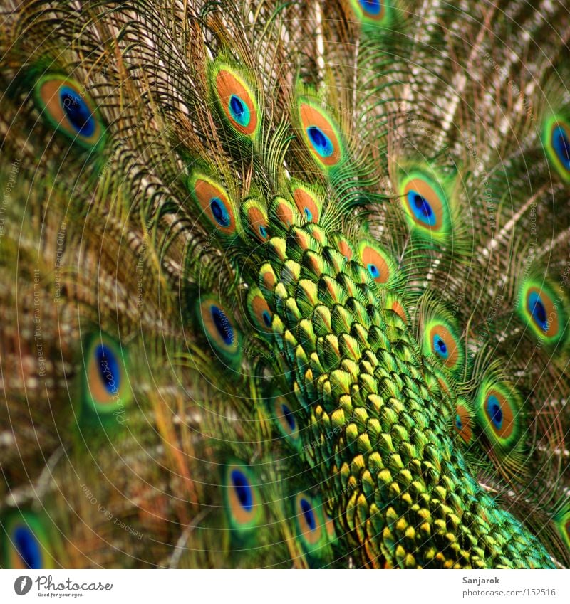 Der hat 'n Rad ab Pfau grün schillernd maskulin Allüren schön Vogel Stolz Feder Pfauenfeder