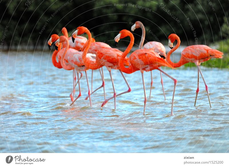 Flamingos, Phoenicopterus roseus, stehend im Fluss Tier Wildtier Vogel Tiergruppe Wasser Bewegung laufen wandern warten Zusammensein schön niedlich wild