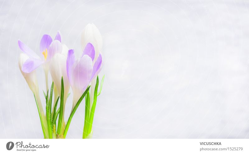 Krokusse Blumen auf hellem Hintergrund Stil Design Wohnung Garten Dekoration & Verzierung Feste & Feiern Muttertag Ostern Natur Pflanze Frühling Blatt Blüte