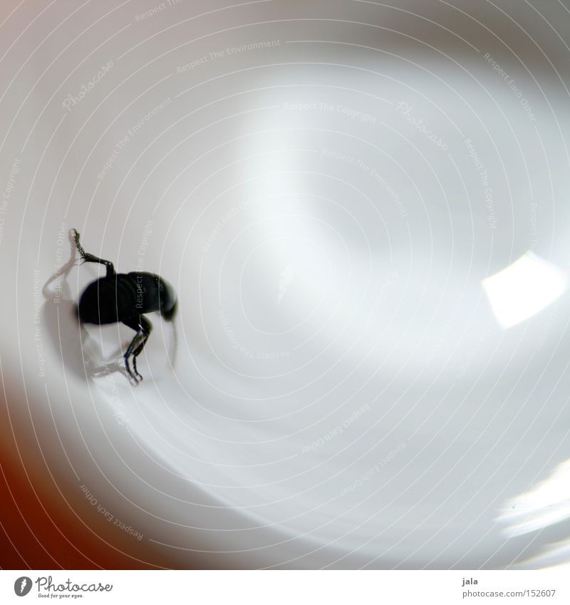 Bug Boy Käfer schwarz Glas Sackgasse Lichtspiel Makroaufnahme Nahaufnahme Irritation