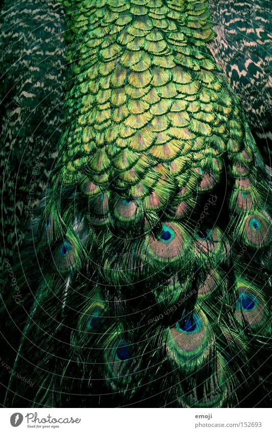 noch 'n Pfau Muster Tier grün Fasanenartiger Vogel Feder Strukturen & Formen Haare & Frisuren fell :P blauer pfau Pavo cristatus glänzend schillernd