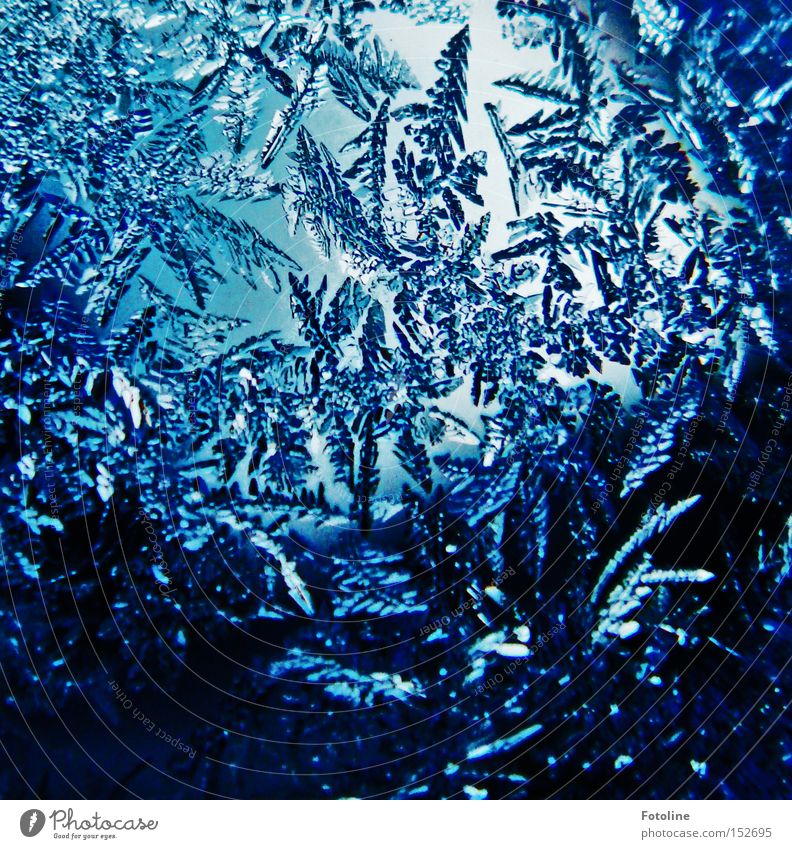 Eisblumen II Frost kalt Blume Glas Fensterscheibe Autofenster Morgen blau schwarz Wasser Winter frieren schön ästhetisch
