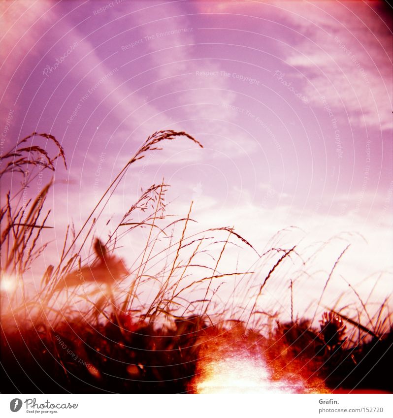 Sommerbrise Wiese Gras violett Holga Himmel Pflanze Wärme Sonne Halm Natur Kontrast Wolken fehlerhaft schön Lomografie Lichtfleck