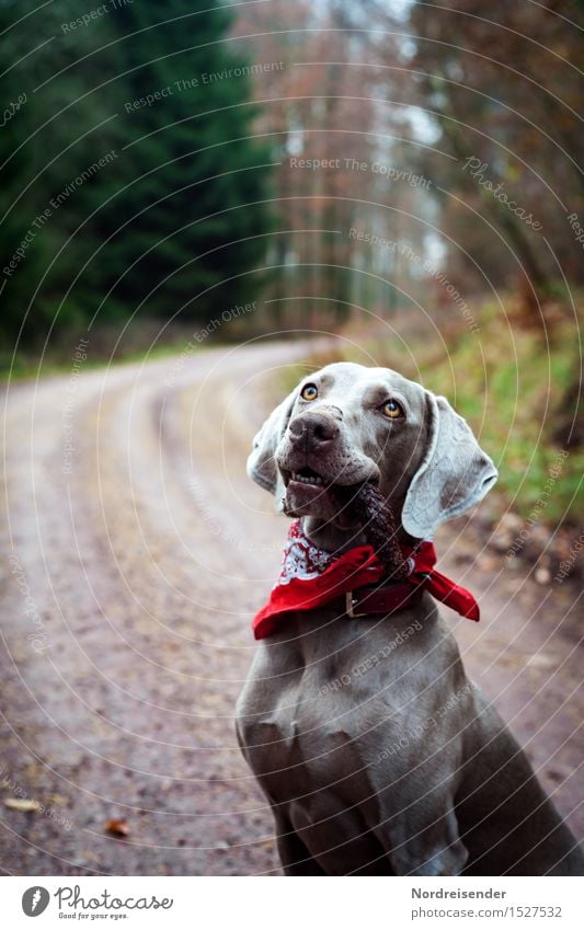 Spaziergang Natur Hund ein lizenzfreies Stock Foto von Photocase