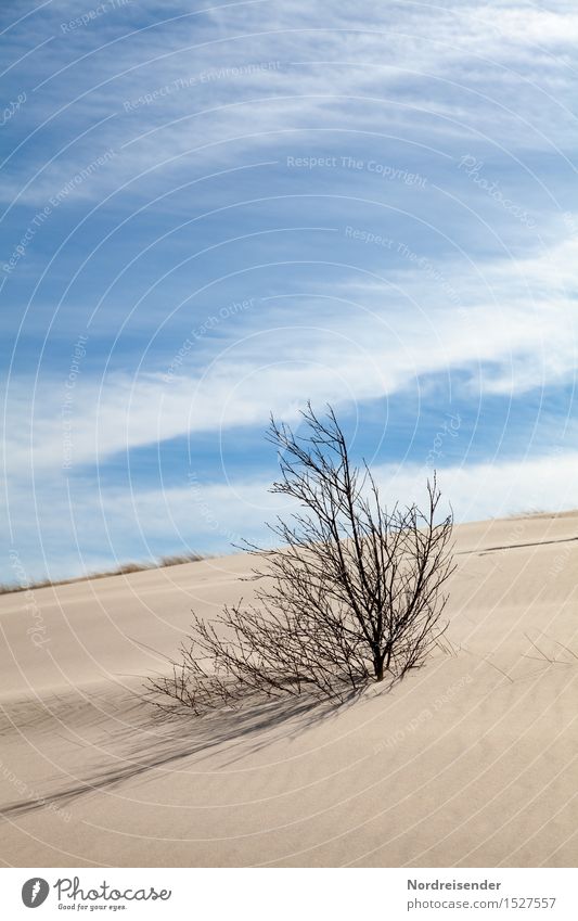 Klimawandel Ferne Umwelt Natur Landschaft Pflanze Urelemente Sand Himmel Wolken Sommer Schönes Wetter Wind Baum Wüste dehydrieren trocken Hemmungslosigkeit