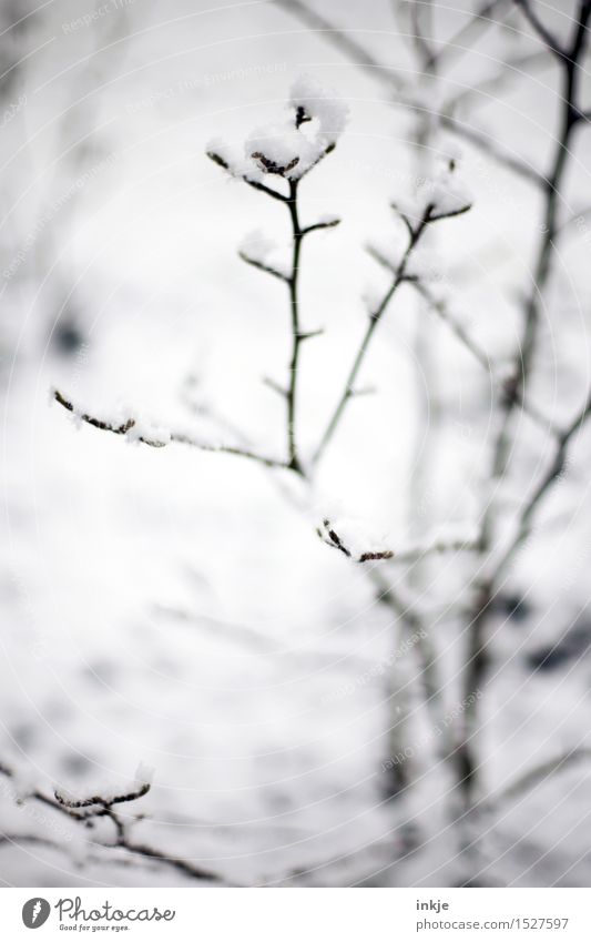 Schneehäubchen Winter Eis Frost Sträucher Zweige u. Äste Park kalt braun grau weiß Klima zart Farbfoto Gedeckte Farben Außenaufnahme Nahaufnahme Detailaufnahme