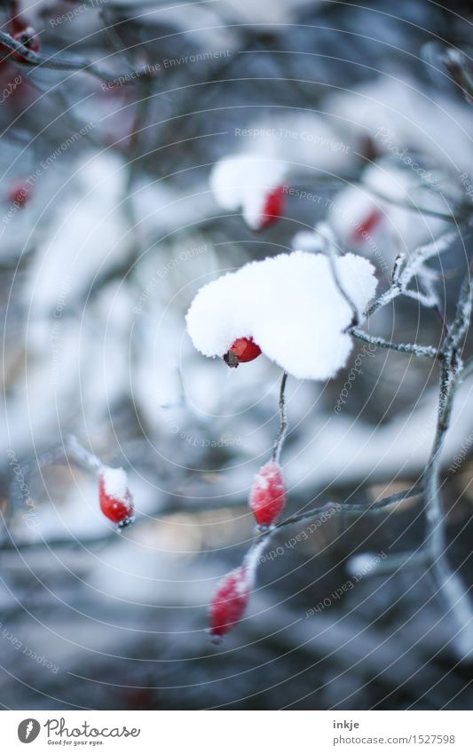 Häubchen Natur Winter Eis Frost Schnee Pflanze Hagebutten Hundsrose Park kalt rot weiß Klima bedeckt schwer belasten Farbfoto Gedeckte Farben Außenaufnahme