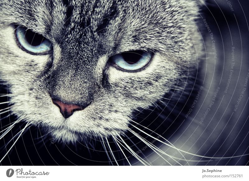 Eene - Meene - Miez... Tier Haustier Katze Hauskatze Tiergesicht Tierporträt Wachsamkeit beobachten bedrohlich hypnotisch Auge Nase Schnurrhaar sanft Fell grau