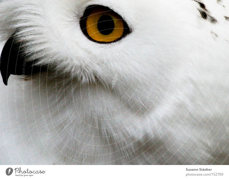 Schneeeulengesicht I Eulenvögel Zoo Auge Greifvogel Feder Fleck weiß Fell Schnabel schwarz gelb Winter kalt Vogel