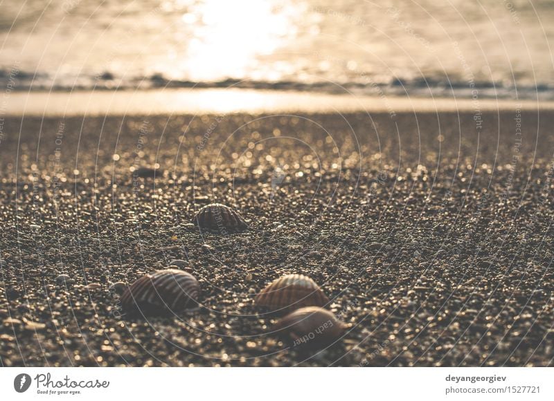 Muscheln am Strand exotisch schön Leben Ferien & Urlaub & Reisen Sommer Meer Natur Sand Küste natürlich weiß Miesmuschel Hintergrund Panzer tropisch marin