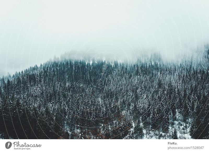Wolkendecke im Schwarzwald Ferien & Urlaub & Reisen Tourismus Winter Winterurlaub Berge u. Gebirge Umwelt Natur Landschaft Luft Himmel schlechtes Wetter Nebel