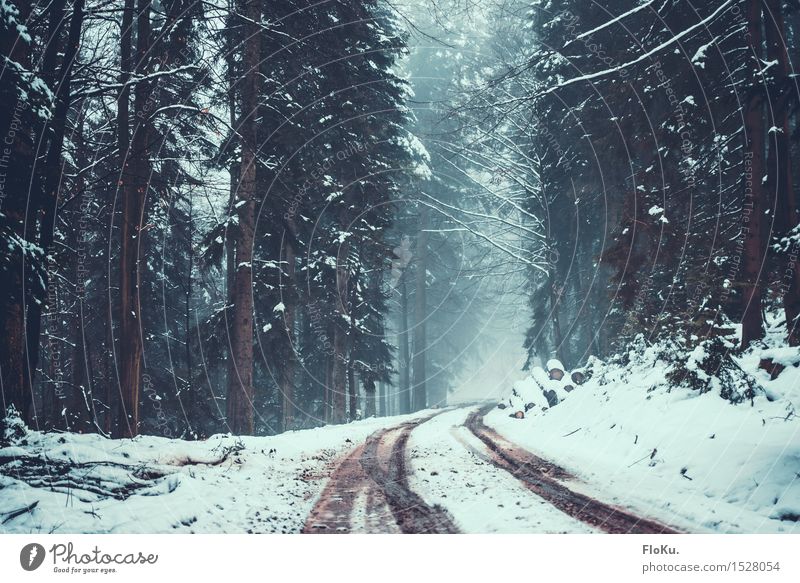 Nebel im Schwarzwald Winter Schnee Winterurlaub Berge u. Gebirge wandern Umwelt Natur Landschaft schlechtes Wetter Eis Frost Baum Wald Verkehrswege Straße