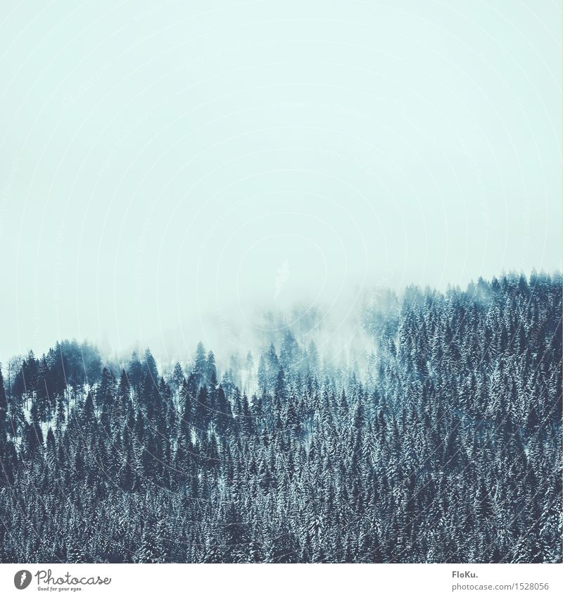 Wolkenumschlungen Winter Schnee Winterurlaub Berge u. Gebirge wandern Umwelt Natur Landschaft Urelemente Luft Himmel Wetter schlechtes Wetter Nebel Eis Frost