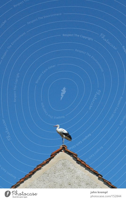 blitzableiter Dach Storch Dachgiebel Haus Dachfirst blau Vogel Himmel