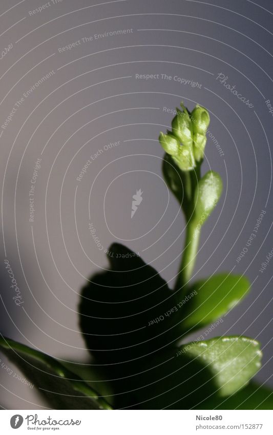 Knospe am Start III - aus dem Schatten ans Licht Blüte Blütenknospen Grünpflanze Zimmerpflanze grün Beginn zart Pflanze Blume Frühling fleißiges Ließchen