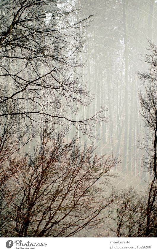 Friedwald Umwelt Natur Urelemente Luft Winter schlechtes Wetter Nebel Pflanze Baum Sträucher Wald einzigartig kalt natürlich trist trocken wild braun Stimmung