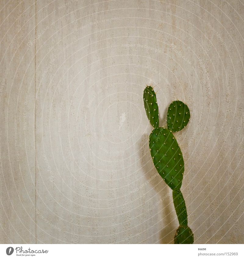 Micky Mouse Wohnung Tapete Raum Pflanze Kaktus klein stachelig trocken grün Wand Stachel Raufasertapete Hintergrund neutral Farbfoto Gedeckte Farben