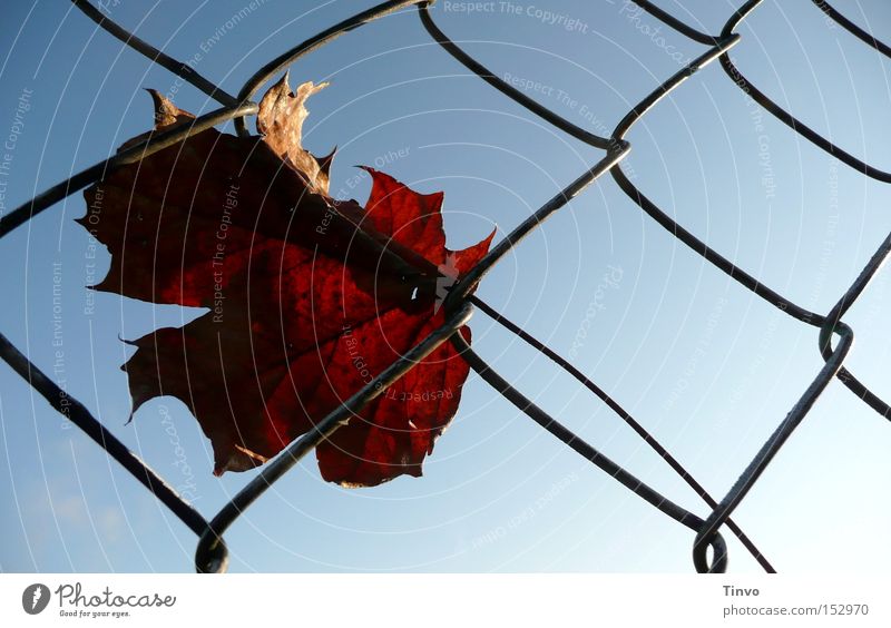 Herbst zeitlos Zaun Maschendraht Himmel Herbstlaub festhängen Spaziergang Einsamkeit hängenbleiben Gegenlicht Trauer Gedanke vertrocknetes Blatt aufgefangen