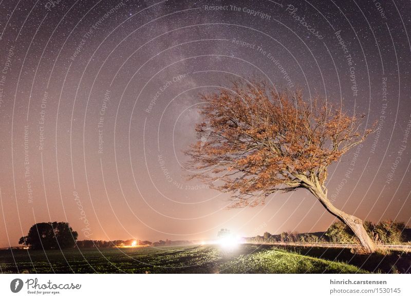 Milchstraße Umwelt Natur Landschaft Erde Himmel Wolkenloser Himmel Nachthimmel Stern Freude Milchstrasse Baum Sternenbild Farbfoto Außenaufnahme