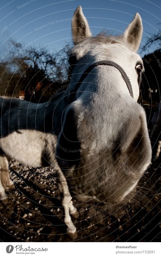 Pferdemaul nah Nase Reiten Schimmel Nüstern Neugier erstaunt Landleben Weitwinkel Konzentration Kommunizieren Säugetier