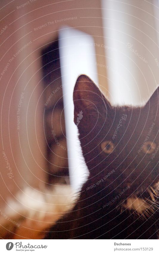 TOKIO. Katze Hauskatze verkatert Haustier Tier Sonne schwarz Desaster Volksglaube Säugetier kitty