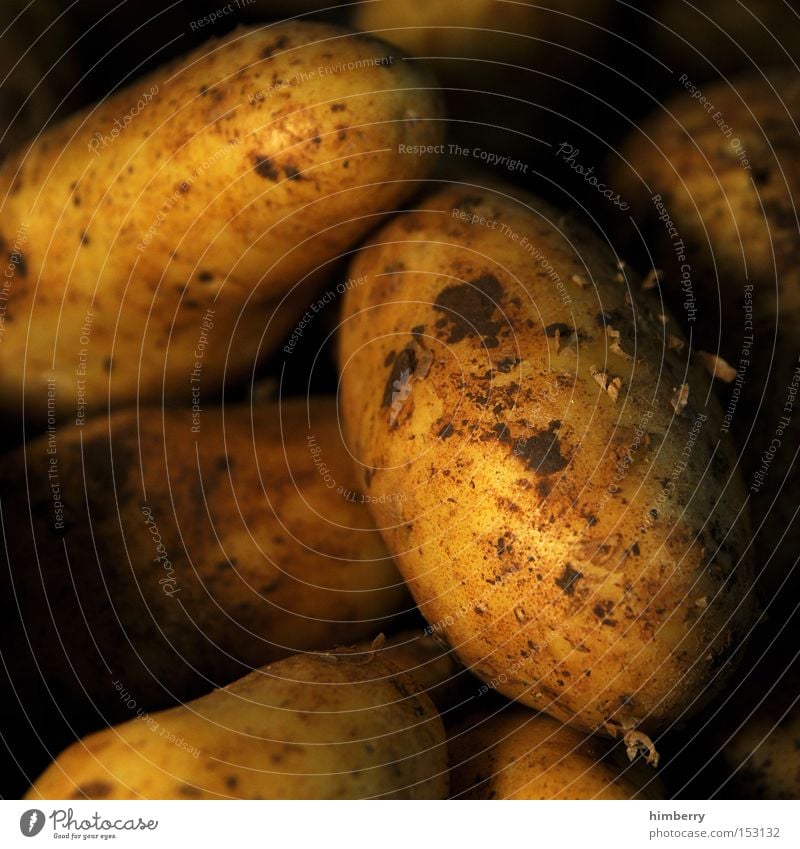 erdäpfel Bioprodukte Biologische Landwirtschaft Gemüse Ernährung Kohlenhydrate Kartoffeln Makroaufnahme Nahaufnahme Lebensmittel roh Haufen mehrere