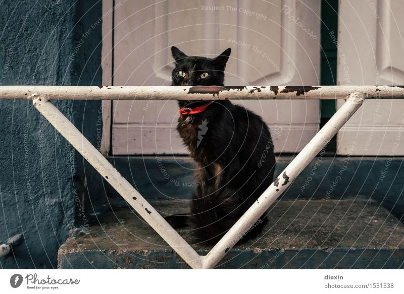 Chat Noir Stadt Santiago de Cuba Kuba Mittelamerika Südamerika Karibik Tür Treppengeländer Tier Haustier Katze 1 sitzen kuschlig schwarz Farbfoto Außenaufnahme