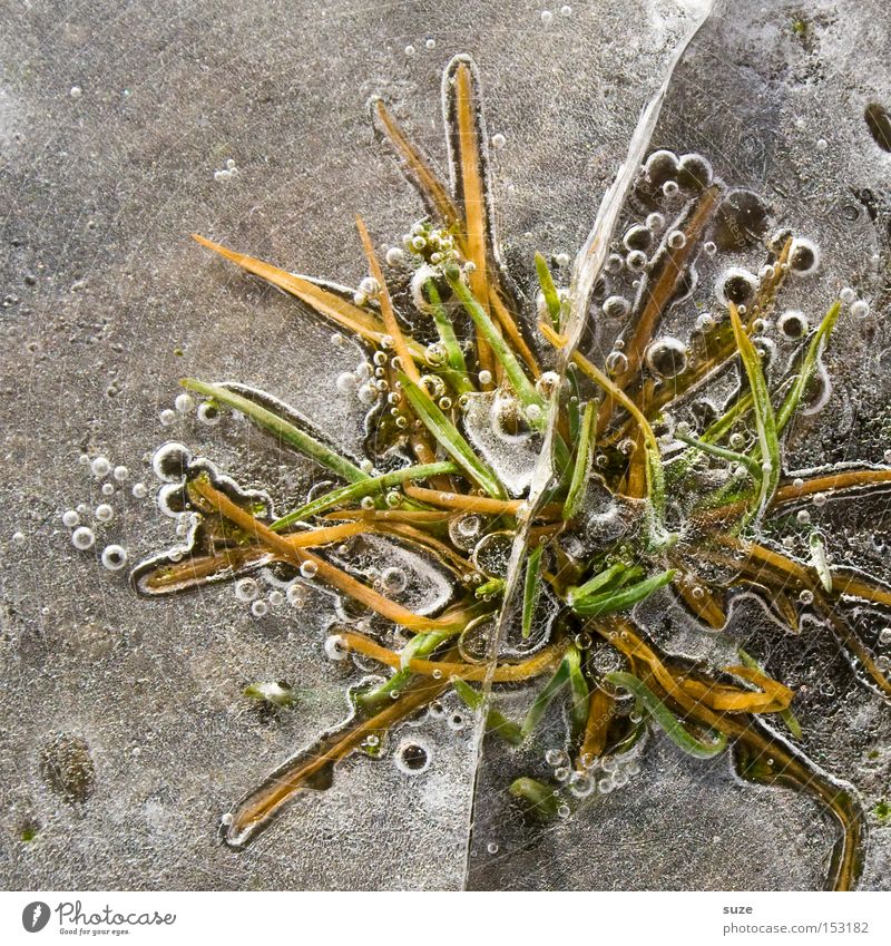 Eissprung Winter Frost Pflanze Gras kalt Einschluss Blase gefroren Pfütze Untergrund Farbfoto mehrfarbig Außenaufnahme Strukturen & Formen Menschenleer