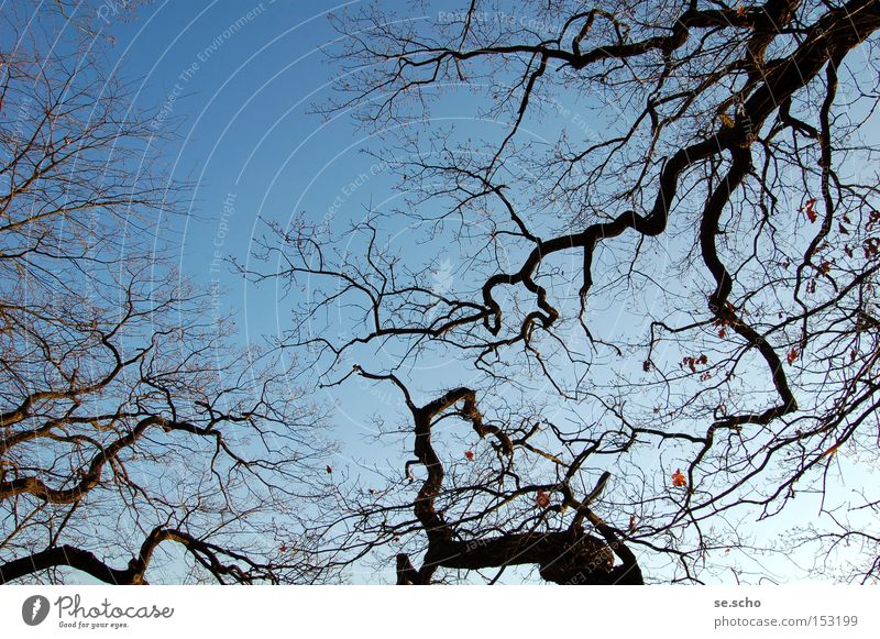 Winterbäume Baum Ast Zweig verzweigt Himmel blau kalt Silhouette Fraktal