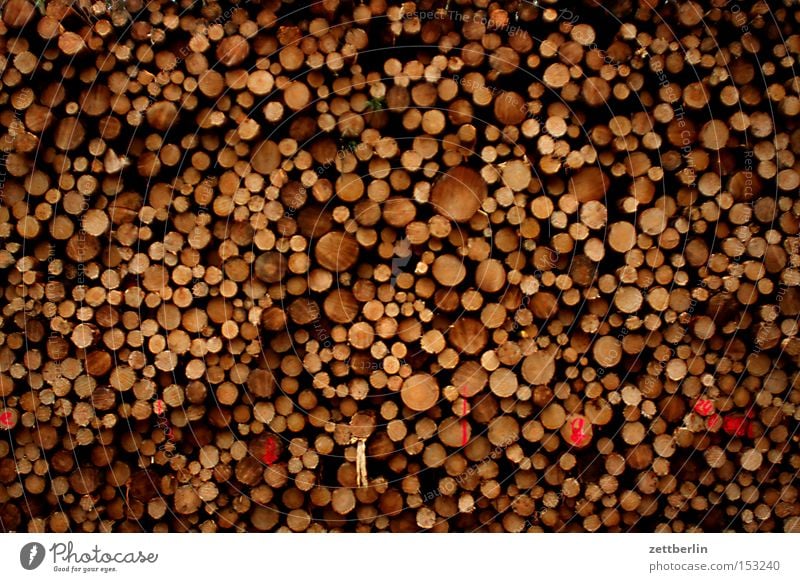 Holz Stapel Lager Sägewerk Forstwirtschaft Ernte Jahresringe Baumstamm Strukturen & Formen Ordnung festmeter möbelfabrik förster