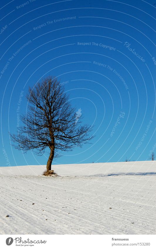 weiß/blau Baum Schnee Himmel Winter Einsamkeit Natur poetisch Bayern Ferien & Urlaub & Reisen Erholung Spaziergang