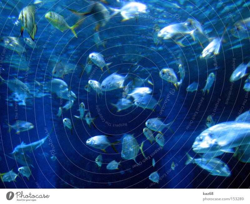 Haihappen Fisch Meer tauchen blau 100 Meter Lauf mehrere lecker Freitag Ernährung Wasser schnocheln viele Aquarium Schwimmen & Baden