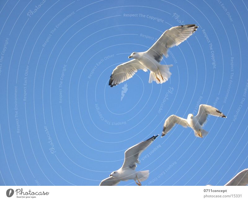 Griechische Flugstaffel Vogel Möve Möven fliegen Luftverkehr Himmel Freiheit
