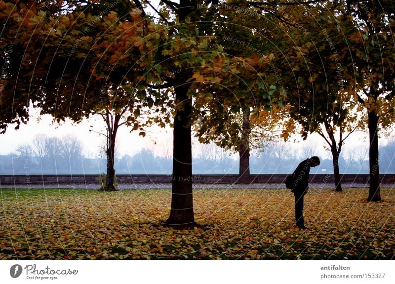 Ein Männlein steht im Walde Baum Natur Rheinwiesen Düsseldorf Herbst Blatt Mann gebeugt Baumstamm Himmel Haus Promenade Wiese